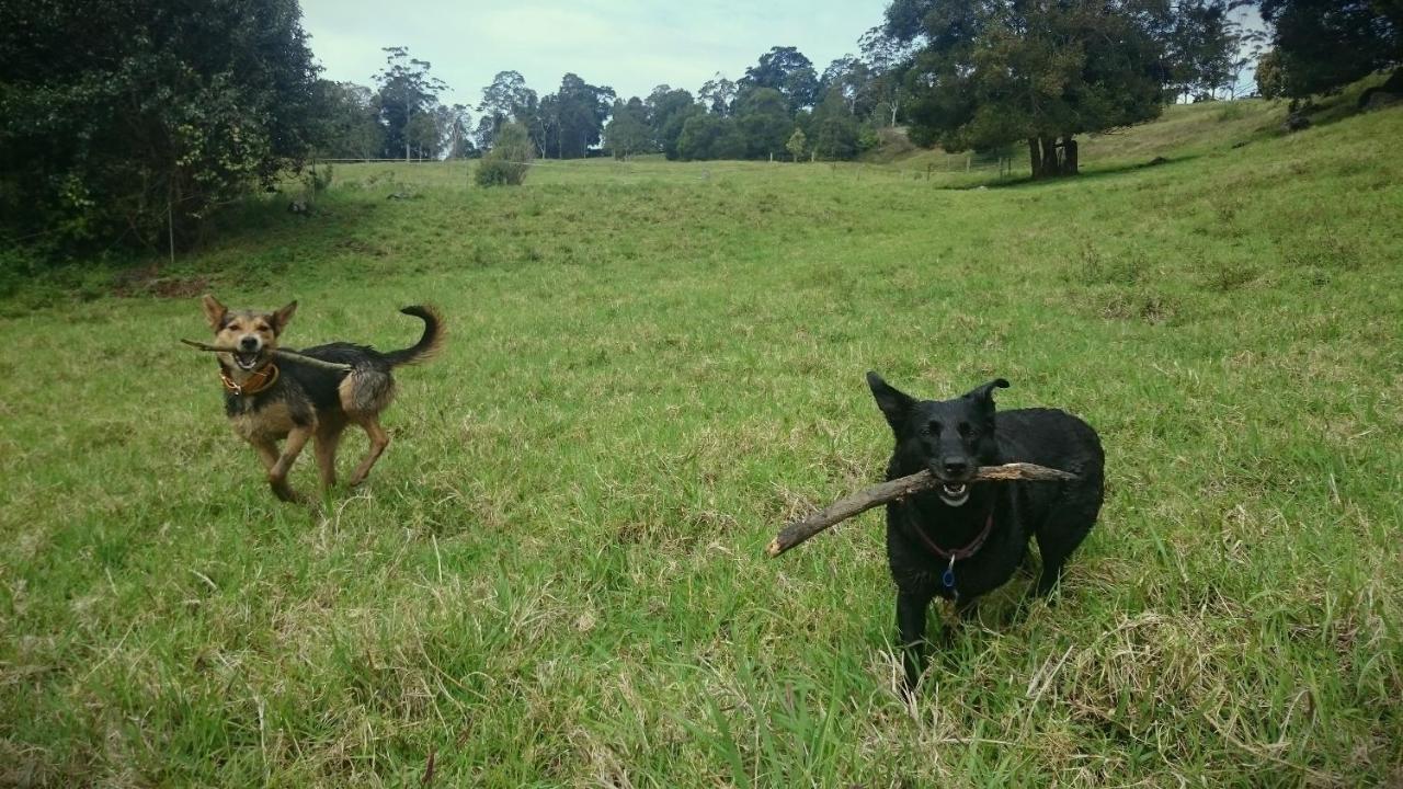 Bellthorpe Stays Maleny Eksteriør billede