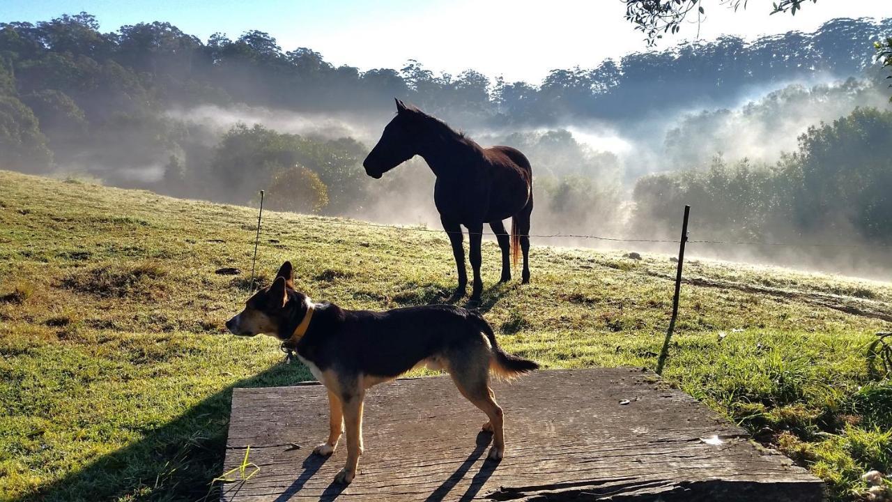 Bellthorpe Stays Maleny Eksteriør billede